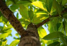 Bouture de noyer : est-ce vraiment possible ou mission impossible ? Bouture noyer