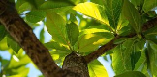 Bouture de noyer : est-ce vraiment possible ou mission impossible ? Bouture noyer