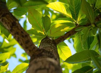 Bouture de noyer : est-ce vraiment possible ou mission impossible ? Bouture noyer