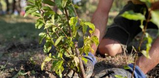 Bouture noyer : techniques, limites et alternatives efficaces Bouture noye