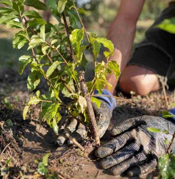 Bouture noyer : techniques, limites et alternatives efficaces Bouture noye