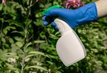 Vinaigre blanc désherbant interdit : vrai ou faux danger ? désherbant au vinaigre blanc