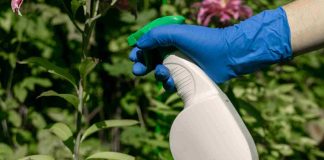 Vinaigre blanc désherbant interdit : vrai ou faux danger ? désherbant au vinaigre blanc