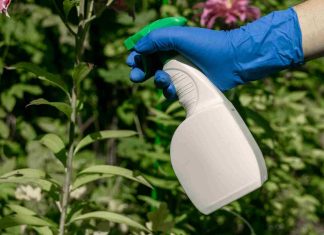 Vinaigre blanc désherbant interdit : vrai ou faux danger ? désherbant au vinaigre blanc