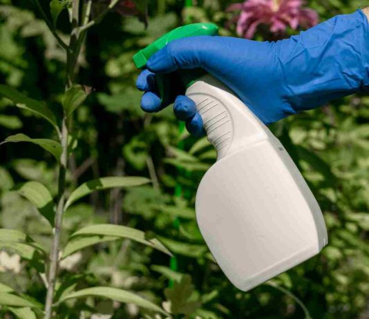 Vinaigre blanc désherbant interdit : vrai ou faux danger ? désherbant au vinaigre blanc