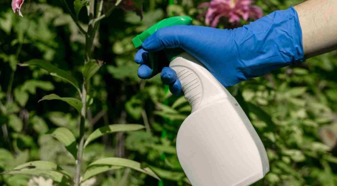 Vinaigre blanc désherbant interdit : vrai ou faux danger ? désherbant au vinaigre blanc