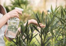 Vinaigre blanc désherbant interdit : que dit la loi en 2026 ? désherbant au vinaigre blanc