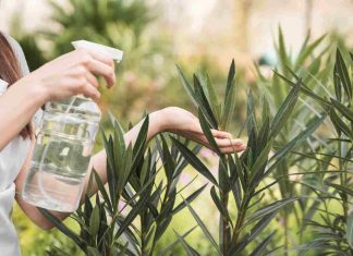 Vinaigre blanc désherbant interdit : que dit la loi en 2026 ? désherbant au vinaigre blanc